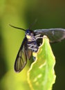 Macro photo of a butterfly close-up