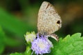 Macro photo of a butterfly close-up Royalty Free Stock Photo