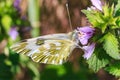 Macro photo of a butterfly close-up. A butterfly sits on a flower. The moth sits on a flower and drinks nectar. A photo of a moth Royalty Free Stock Photo