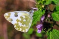 Macro photo of a butterfly close-up. A butterfly sits on a flower. The moth sits on a flower and drinks nectar. A photo of a moth Royalty Free Stock Photo