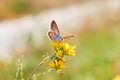 Macro photo of a butterfly close-up. A butterfly sits on a flower. The moth sits on a flower and drinks nectar. A photo of a moth Royalty Free Stock Photo