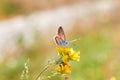 Macro photo of a butterfly close-up. A butterfly sits on a flower. The moth sits on a flower and drinks nectar. A photo of a moth Royalty Free Stock Photo