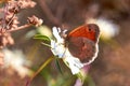 Macro photo of a butterfly close-up. A butterfly sits on a flower. The moth sits on a flower and drinks nectar. A photo of a moth Royalty Free Stock Photo