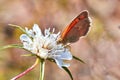 Macro photo of a butterfly close-up. A butterfly sits on a flower. The moth sits on a flower and drinks nectar. A photo of a moth Royalty Free Stock Photo
