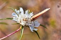 Macro photo of a butterfly close-up. A butterfly sits on a flower. The moth sits on a flower and drinks nectar. A photo of a moth Royalty Free Stock Photo