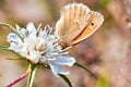 Macro photo of a butterfly close-up. A butterfly sits on a flower. The moth sits on a flower and drinks nectar. A photo of a moth Royalty Free Stock Photo