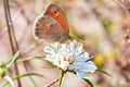 Macro photo of a butterfly close-up. A butterfly sits on a flower. The moth sits on a flower and drinks nectar. A photo of a moth Royalty Free Stock Photo