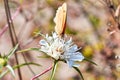 Macro photo of a butterfly close-up. A butterfly sits on a flower. The moth sits on a flower and drinks nectar. A photo of a moth Royalty Free Stock Photo