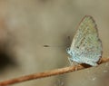 Macro photo of a butterfly close-up Royalty Free Stock Photo