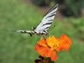 Macro photo of a butterfly close-up. A butterfly sits on a flower, butterfly collects floral nectar. Ã¢â¬â Image Royalty Free Stock Photo