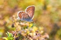 Macro photo of a butterfly close-up. A butterfly sits on a flower. The moth sits on a flower and drinks nectar. A photo of a moth Royalty Free Stock Photo