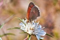 Macro photo of a butterfly close-up. A butterfly sits on a flower. The moth sits on a flower and drinks nectar. A photo of a moth Royalty Free Stock Photo