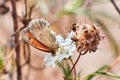 Macro photo of a butterfly close-up. A butterfly sits on a flower. The moth sits on a flower and drinks nectar. A photo of a moth Royalty Free Stock Photo