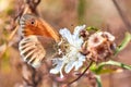 Macro photo of a butterfly close-up. A butterfly sits on a flower. The moth sits on a flower and drinks nectar. A photo of a moth Royalty Free Stock Photo