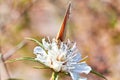 Macro photo of a butterfly close-up. A butterfly sits on a flower. The moth sits on a flower and drinks nectar. A photo of a moth Royalty Free Stock Photo