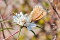 Macro photo of a butterfly close-up. A butterfly sits on a flower. The moth sits on a flower and drinks nectar. A photo of a moth Royalty Free Stock Photo