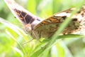 Macro photo of butterfly with detailed head