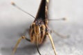 Macro photo of butterfly face with proboscis and whisk antennae Royalty Free Stock Photo