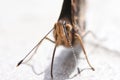 Macro photo of butterfly face with proboscis and whisk antennae Royalty Free Stock Photo