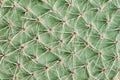 Macro photo Cactus needles surface pattern background, close-up view