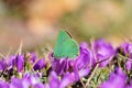 Callophrys paulae butterfly on flower