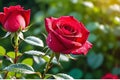 Macro Photo Capture of Morning Dew on the Vibrant Petals of a Sunlit Red Rose - Foreground Focus, Background Radiance