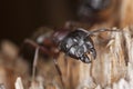 Macro photo of a Carpenter ant Royalty Free Stock Photo