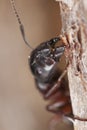 Macro photo of a Carpenter ant Royalty Free Stock Photo