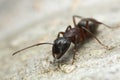 Carpenter ant, Camponotus on wood Royalty Free Stock Photo