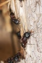 Macro photo of carpenter ants Royalty Free Stock Photo