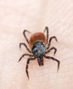 Castor bean tick, Ixodes ricinus on human skin Royalty Free Stock Photo