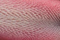 Macro photo of a cat tongue with papillae