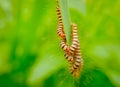 macro photo of caterpillar group best fur