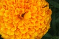 Macro photo of the center of a bright yellow-orange flower on a dark green background Royalty Free Stock Photo