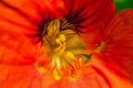 Macro photo of center of the flower and pistil and stamen