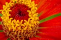 Macro photo of the center of the flower with stamens and pollen Royalty Free Stock Photo