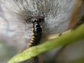 Macro photo of centipede and green leaves in the garden