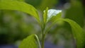 Macro photo of chili shoots