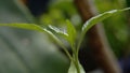 Macro photo of chili shoots with blurred background