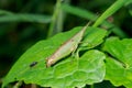 Macro photo of Chinese Grasshopper animals in the wild