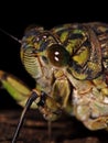 Macro photo of a cicada's head (Tibicen pruinosus)