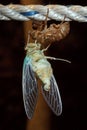 Macro photo of cicada (Tibicen pruinosus) Royalty Free Stock Photo