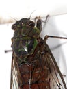 Macro Photo of Cicada on White Wall Royalty Free Stock Photo