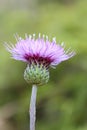 Macro Photo of Cirsium Setosum Booming Little Purple Flower Royalty Free Stock Photo