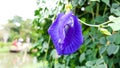 Macro photo Close focus dark purple pea flower,