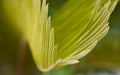 macro photo close palm tree leaf close up