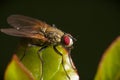 Brown fly on shiny green leaf Royalty Free Stock Photo