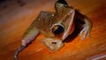 Macro photo and close up of a frog and its face in golden colours.