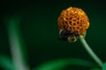 Bumblebee is eating nectar on a flower, Bombus, Arthropoda, Hymenoptera, Apocrita, Apidae