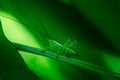 Green grasshopper is hiding on a leaf, Great green bush-cricket, Orthoptera, Arthropoda Royalty Free Stock Photo